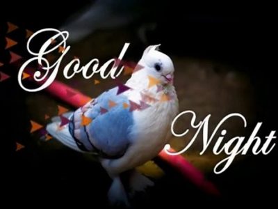 {30+} Best Good Night GIF, Animated Images for Everyone