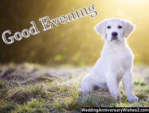 happy good evening images
